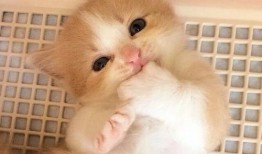 猫萌的最新爆料,最新爆料带你走进神秘猫界