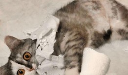 猫萌的最新爆料,最新爆料带你走进神秘猫界