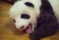 吖吖熊猫最新爆料,揭秘娱乐圈最新动态