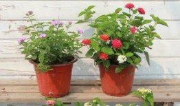 最新乐高爆料新闻视频下载,揭秘神秘新系列及独家视频抢先看